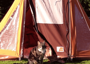 Tygo verschaft zich midden in de nacht toegang tot de tent.